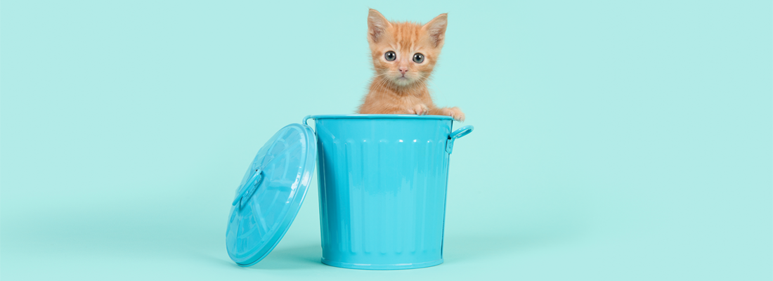 Ein herziges Kätzchen in einem kleinen blauen Papierkorb